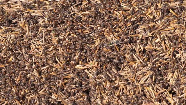 ants in an anthill with many needles