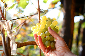 Organic Grapes harvest concept. Farmers hands with freshly harvested grapes. Close up of girl hand holding and showing a bunch of white grapes in a vineyard. Selective focus
