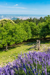 View from Plabutsch to violet blooming salvia with town Graz