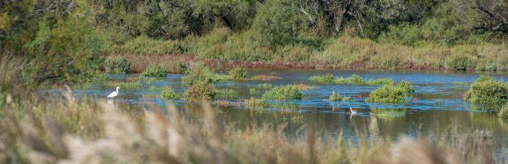 Camargues