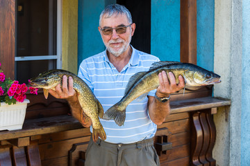 Senior man posing with catching fish - Esox lucius and Stizostedion Lucioperca Zander
