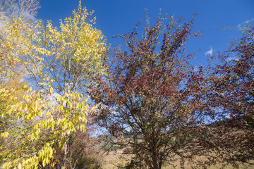 Obraz na płótnie Canvas Autumn country Alcala de la Selva Teruel Aragon Spain