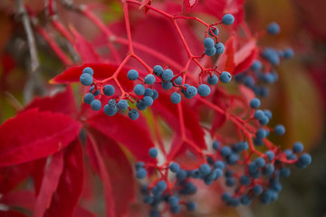 red bush