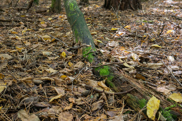 Fractured tree in leaf litter