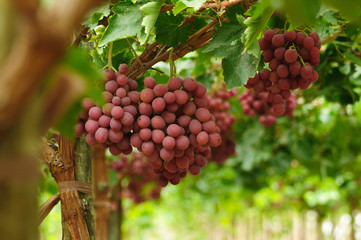 Uva fresca