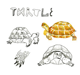 Watercolor hand drawn set of turtle. Illustration of turtles on the white background
