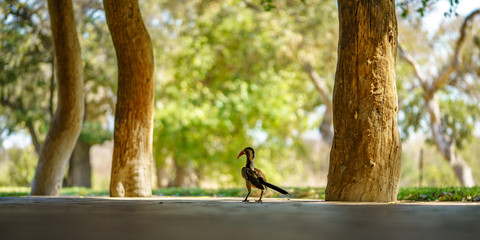 southern yellow-billed hornbill in kruger national park, mpumalanga, south africa 7