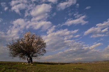 Obraz premium lonely trees