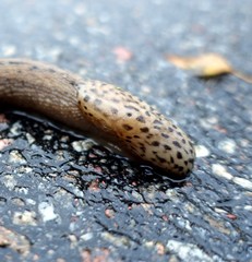 a giant gardenslug quiet strip at the edge of the forest