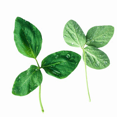 Fresh soy leaves with dew isolated on white