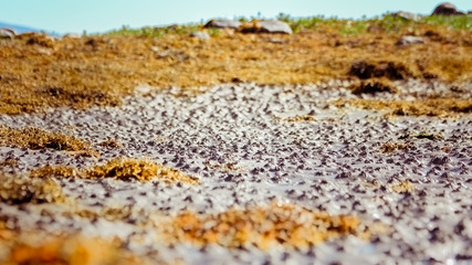 Funny sand relief on the White Sea coast at low tide