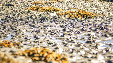 Funny sand relief on the White Sea coast at low tide