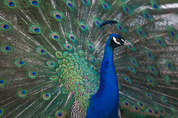 Fototapeta premium ein Pfau