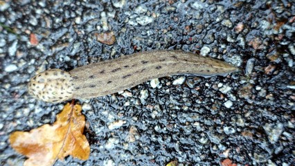 a giant gardenslug quiet strip at the edge of the forest