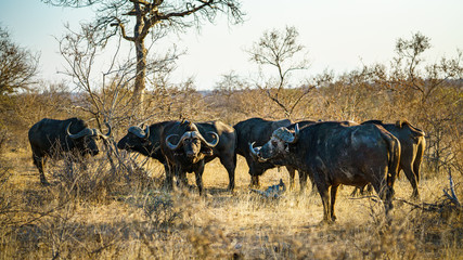 african buffalos in kruger national park, mpumalanga, south africa 11