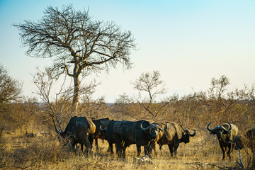 african buffalos in kruger national park, mpumalanga, south africa 17