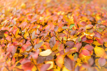 Branches with orange, green and yellow leaves in the autumn park.