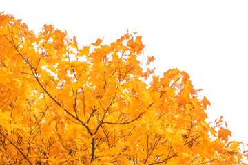 Maple branches with yellow leaves in autumn, in the light of sunset.