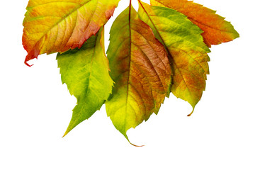 autumn leaves large on a white background, isolate