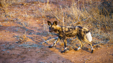 wild dogs in kruger national park, mpumalanga, south africa 20