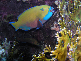 Fototapeta na wymiar A Steephead Parrotfish (Chlorurus microrhinos)