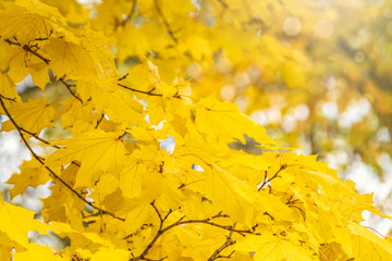 Maple branches with yellow leaves in autumn, in the light of sunset.