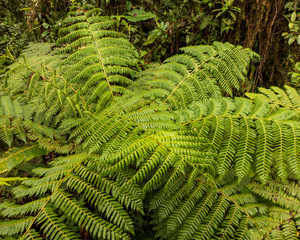 Wanderung durch den Regenwald von Costa Rica bei Monteverde. Alles ist grün. Blätter und Farne von verschieden Pflanzen sieht man am Erdboden.