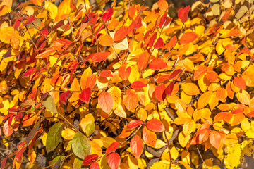 Branches with orange, red and yellow leaves in the autumn park.