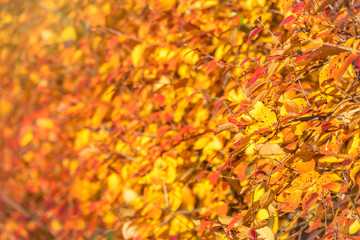 Naklejka na ściany i meble Branches with orange, red and yellow leaves in the autumn park with beautiful blur.