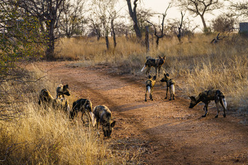 wild dogs in kruger national park, mpumalanga, south africa 37