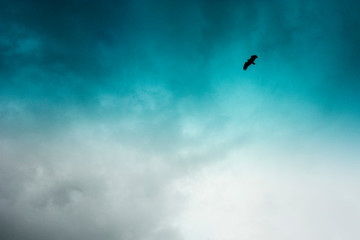 Turkey Vulture 