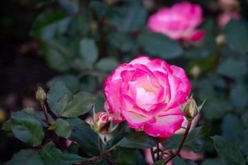 Red and white rose flowers on a green blurred background.