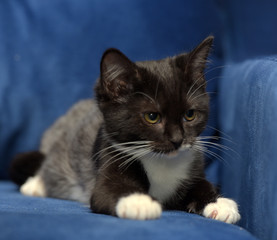 cute black and white little kitten