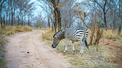 zebra in kruger national park, mpumalanga, south africa 9