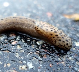 a giant gardenslug quiet strip at the edge of the forest