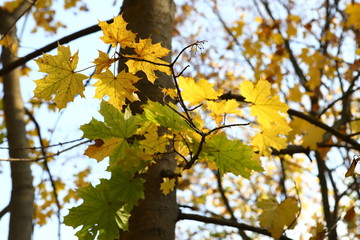 Yellow and orange beautiful autumn maple leaves in a city park. Sunny autumn day.