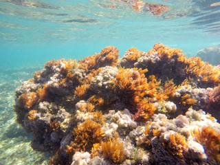 Naklejka premium Underwater imageSan Antonio cape nature reserve Denia Spain