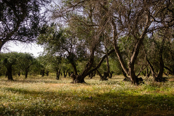 Olivenhain auf Korfu in Griechenland