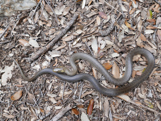 closeup photography of a snake Zamenis longissimus, Aesculapian snake, picture taken at Montseny near Barcelona Spain.