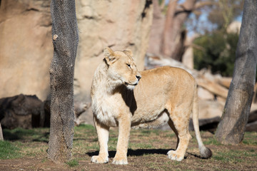 Lions in savannah