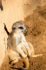 Fototapeta premium Suricata suricatta