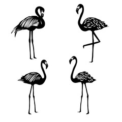 Flamingo silhouettes set isolated on white background