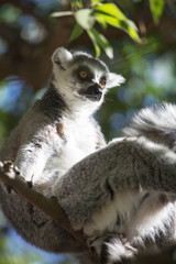 Magadascar lemur portrait