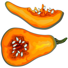 Autumn harvest. Pumpkins. Vector illustration on a white background executed in a realistic style.