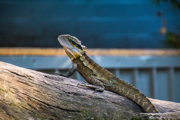 Lace monitor at Lone Pine Sanctuary