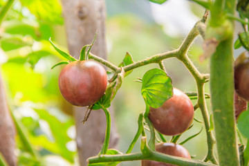 Tomatoes hang on a branch in the greenhouse. Home-grown vegetables. Vegetables in the greenhouse. Non-GMO vegetables.