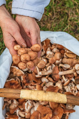 female hands of not young woman hold forest mushrooms over a basket. shallow depth of field.