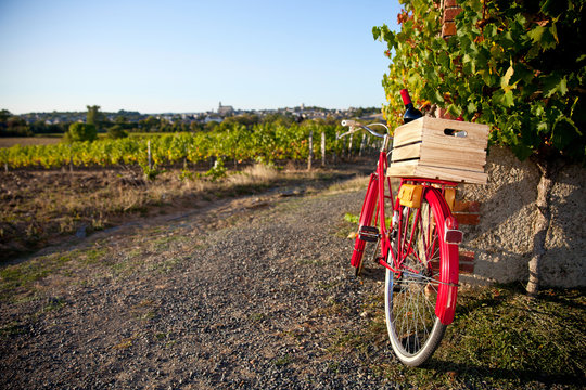 Vélo rouge dans le svigne en France. Vignoble d'Anjou.