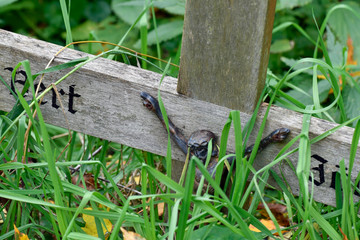 grabkreuz von gras überwuchert