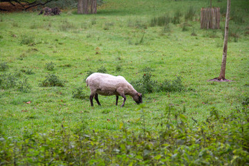 Obraz na płótnie Canvas A black and white sheep eating grass in a forest pasture